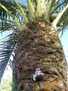 Climbing a palm tree.