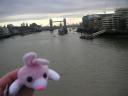 Rose in London 1