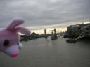 Rose in London 2