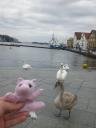 Weber said hi to some some swans down at sea level in Stavanger.